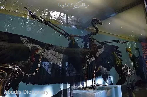 بوقلمون کالیفرنیا